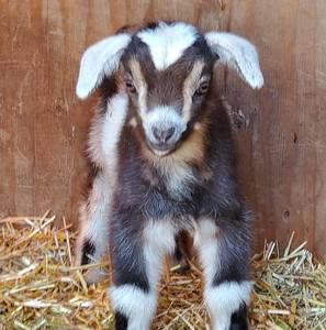 Meet your Posher, Fern